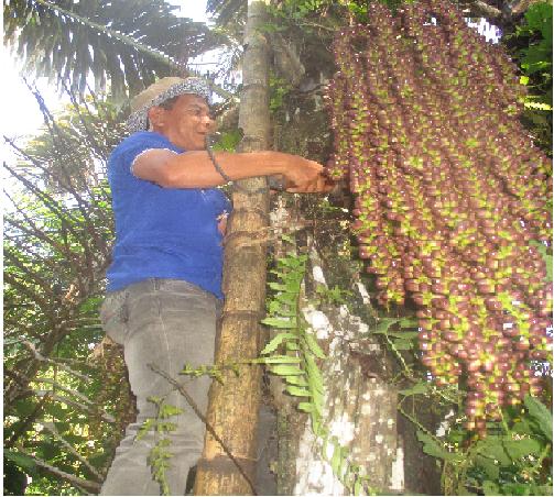 artikel_362910_laporan-pelaksanaan-pemagangan-aren-di-wanawiyata-widyakarya-mitra-mandala-kampung-hariang-desa-hanang-kecamatan-sobang-kabupaten-lebak-provinsi-banten-tahun-2016_20221003110555.jpg